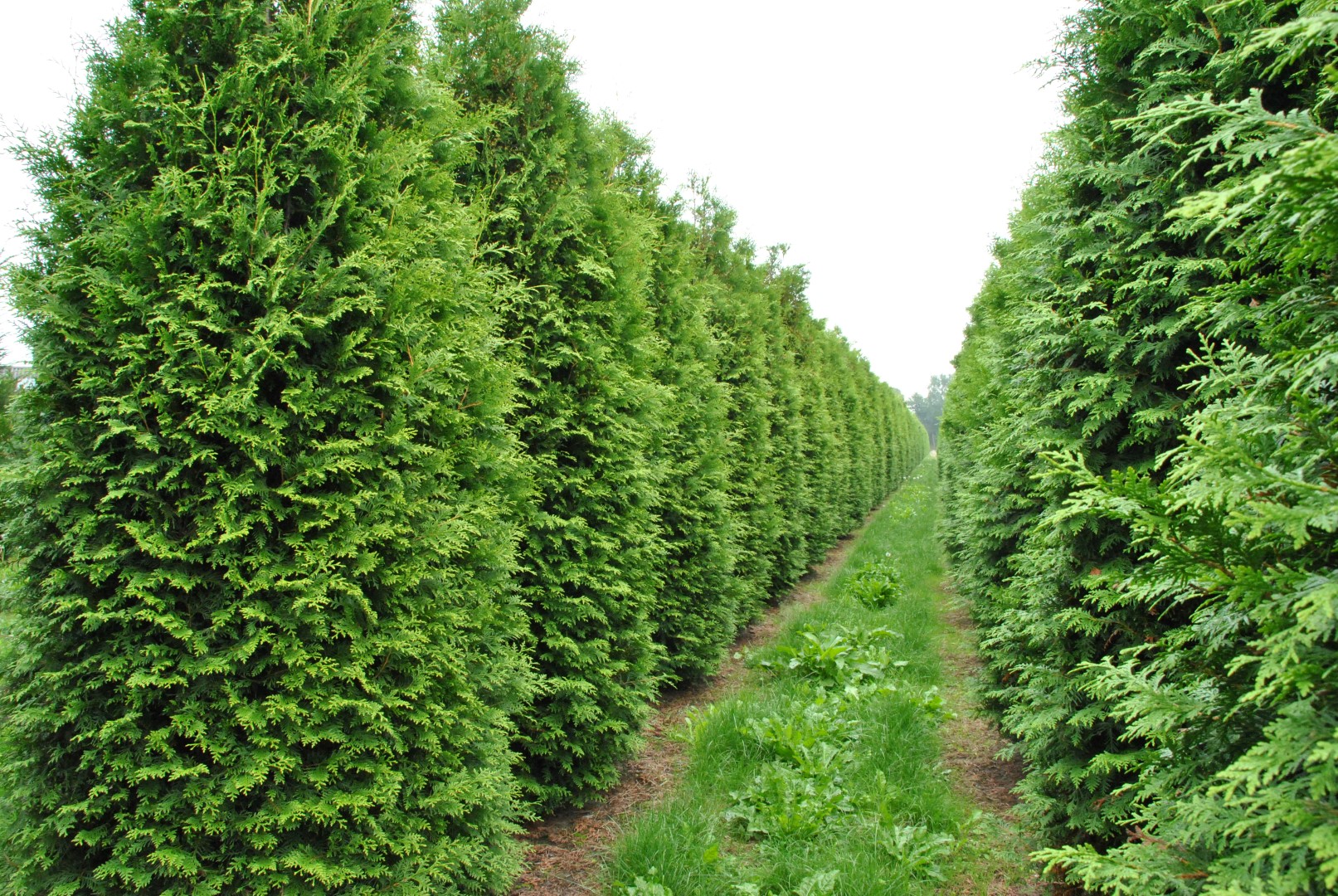 Thuja occidentalis 'Brabant'